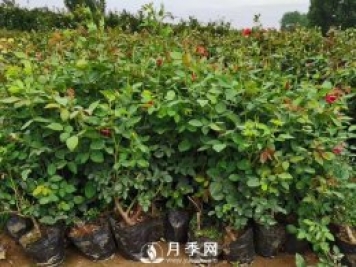 40厘米的月季苗多少錢一顆？你知道嗎