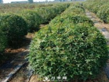 春天來(lái)了，采購(gòu)造型月季花球的好時(shí)機(jī)