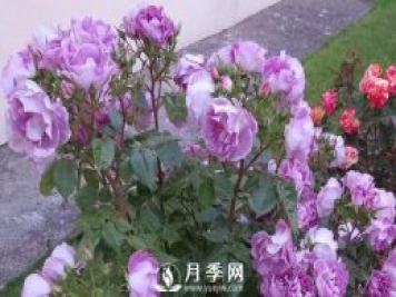 網(wǎng)紅花藍色妖姬和藍玫瑰一樣嗎？ 你更喜歡哪一個呢？