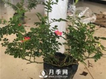微型月季生產(chǎn)關(guān)鍵技術(shù)