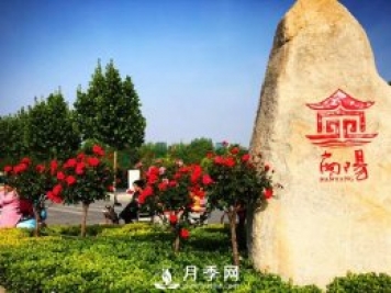八成市場盡歸南陽月季 說說南陽月季有多牛