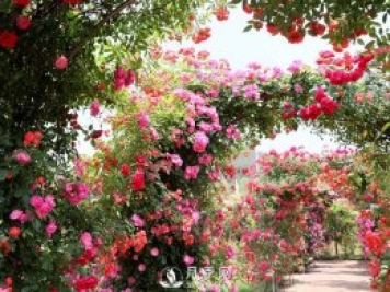 藤本月季為什么不開花 這個(gè)知識(shí)你知道嗎