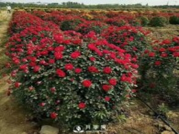美到爆的造型月季來(lái)襲 綠化效果立竿見影