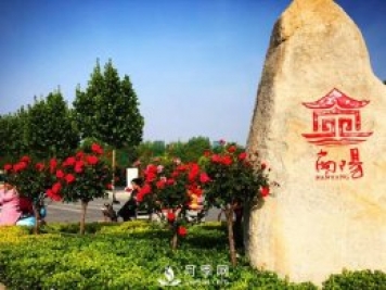 香飄神州，南陽(yáng)月季努力實(shí)現(xiàn)月季產(chǎn)業(yè)轉(zhuǎn)型升級(jí)