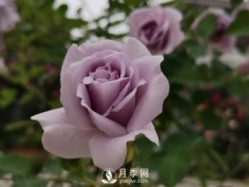 三月?lián)Q盆后的月季苗枯萎了怎么辦？