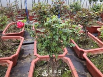 提根月季盆景，養(yǎng)一盆很愜意