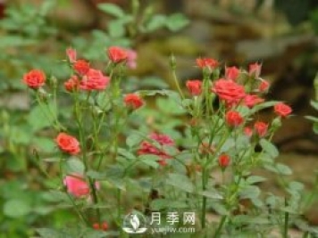 微型月季的種植養(yǎng)護(hù)管理