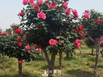 南陽(yáng)達(dá)士營(yíng)的月季走出了工業(yè)化路子