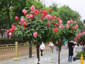 美麗鄉(xiāng)村建設(shè)，種什么花卉苗木比較好？已選月季
