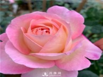 破曉月季，一款濃香型的灌木月季