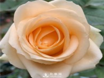蜜桃雪山月季，杏黃色切花月季，溫柔有你
