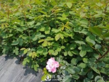 月季緩苗的初級(jí)教程