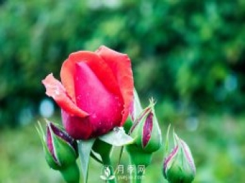 月季施肥和月季冬天養(yǎng)護，花友心得