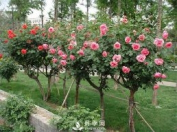 樹狀月季的基本知識普及