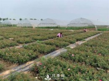 發(fā)酵有機肥不徹底對月季的危害你知道嗎？