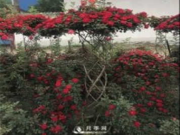 同樣的月季，不一樣的玩法，南陽(yáng)造型月季系列