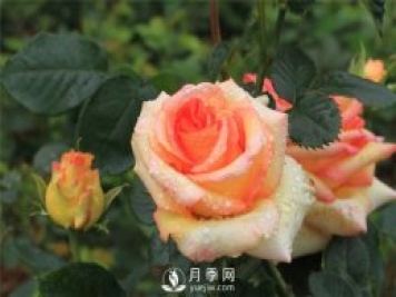 月季是怎么繁殖的？5種月季的繁殖方法