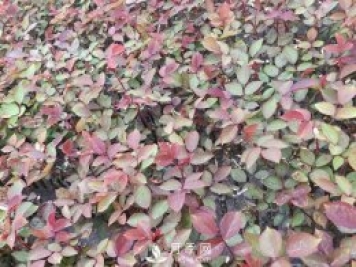 南陽月季小苗3月長勢茁壯，4月進入上市售賣期