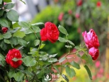 微月和藤本和灌木月季的區(qū)別，超容易分辨！