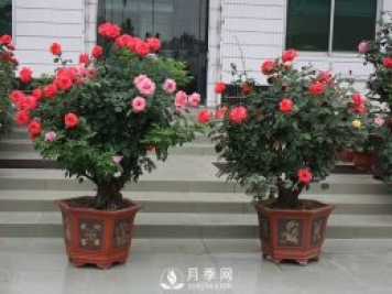 樹(shù)樁盆景的制作方法，樹(shù)樁盆景月季制作教程