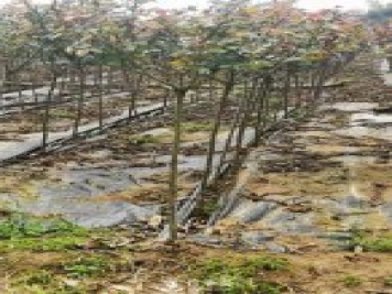 南陽(yáng)小青桿月季批發(fā)，品種豐富花色多