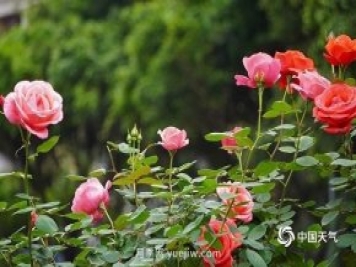 重慶街頭月季盛開，扮靚山城四月景觀