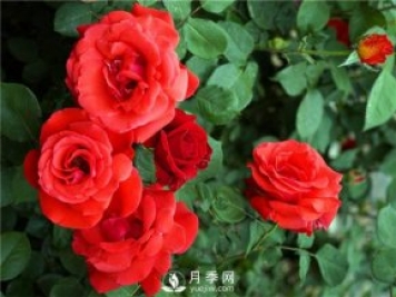 緋扇月季苗，杯苗，小苗，盆花產(chǎn)地批發(fā)