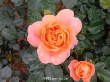 果汁陽臺(tái)，鈴之妖精，紅蘋果，表現(xiàn)好的三個(gè)月季品種