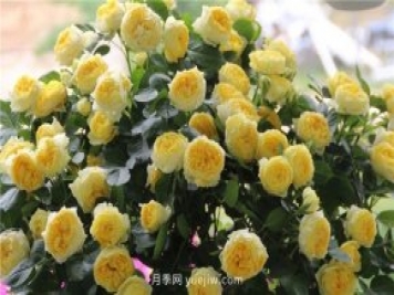 10大入門微型月季品種推薦，選這些微月就對了
