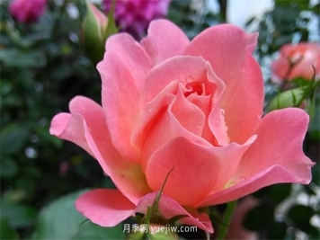 陽臺養(yǎng)棵香香公主月季，芳香王滿室飄香四季賞花