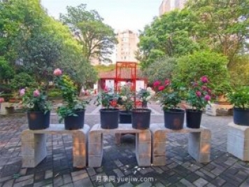 福州茶亭公園月季花開(kāi)，芬芳美爆！