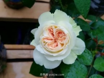 夏日羊絨月季為什么受到喜愛？是藤本還是灌木？