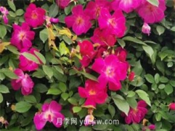 荊州開發(fā)區(qū)西干渠的藤本月季開花啦，千米月季花墻來打卡