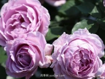 月季新品種，暗戀的心月季，陽(yáng)臺(tái)有它四季看花