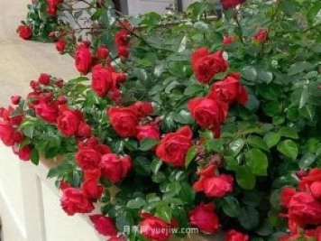 12個藤本月季品種推薦，造型適合月季花柱和拱門