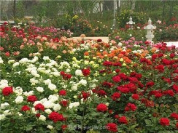 上海顧村公園500多畝月季正處盛花期，5.1期間置身于月季花海