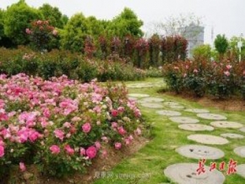 武漢滿街月季開放，近百座公園進(jìn)入盛花期