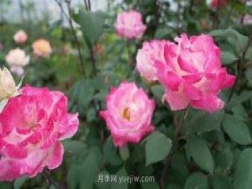 杭州滿城月季綻放，驚艷背后有他功勞