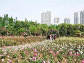 武漢市第十三屆月季展，青山和平公園等你來打卡