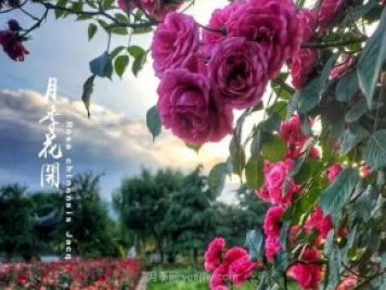 中國(guó)月季園千畝月季花開，南陽(yáng)月季人間仙境打卡圣地