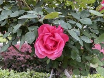 石家莊月季市花盛開，20萬株驚艷城市美景