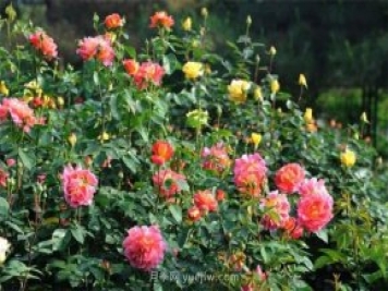 張愛玲的薔薇名句，薔薇處處開，可愛又可親