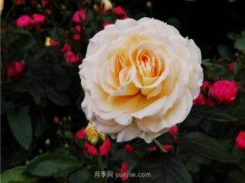 淮南市花月季盛開，來舜耕山風(fēng)景區(qū)欣賞