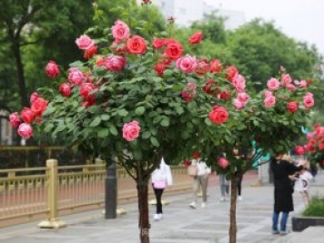 樹月，什么是樹狀月季？哪有賣的？