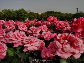 南陽世界月季大觀園規(guī)模真大，快來過把月季花癮