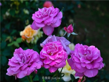 南昌濱江月季園，帶你去看天下風(fēng)流的江西月季花