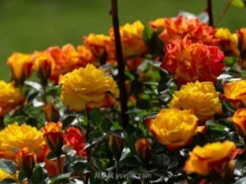 安陽市滑縣森林公園月季花開放，賞花打卡正當(dāng)時