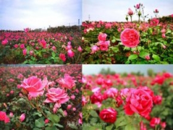 北京月季文化節(jié)5月18開幕，11大展區(qū)可欣賞月季美景
