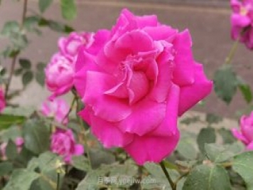 北京月季花花世界中，高貴的紫色月季醉迷人