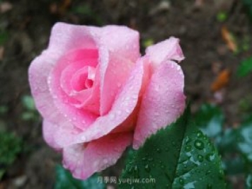 實體店買月季花更放心，為什么花友還喜歡從網(wǎng)上買？
